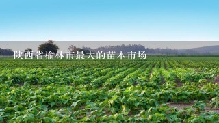 陕西省榆林市最大的苗木市场
