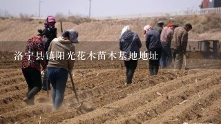 洛宁县镇阳光花木苗木基地地址