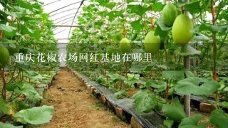 重庆花椒农场网红基地在哪里