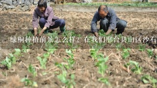 绿桐种植前景怎么样？在我们邢台县山区沙石土壤种植可以吗？