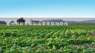 孟州到新乡原阳油菜花基地路线