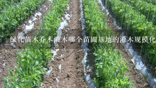 绿化苗木乔木灌木哪个苗圃基地的灌木规模化、灌木标准化、灌木统1化！