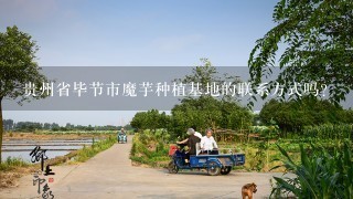 贵州省毕节市魔芋种植基地的联系方式吗？