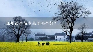 邳州银杏苗木基地哪个好？