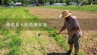 曲靖最大的苗圃基地