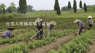 红美人柑橘苗哪里最好