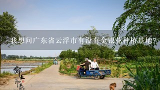 我想问广东省云浮市有没有金银花种植基地？