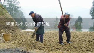 哪里卖小龙柏小苗基地