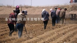 泰安映山红苗木基地在哪