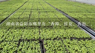 湖南省益阳市哪里有“香樟、桂花、香泡、广玉兰等产品的经销批发的个体经营地、大型的苗木基地、