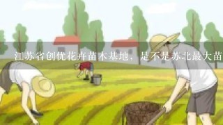 江苏省创优花卉苗木基地，是不是苏北最大苗木基地，信誉怎么样？