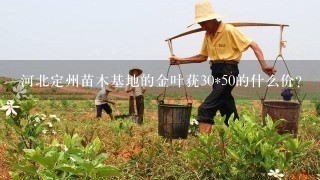 河北定州苗木基地的金叶莸30*50的什么价?