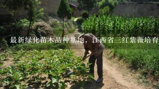 最新绿化苗木品种基地，江西省3红紫薇培育基地在哪里