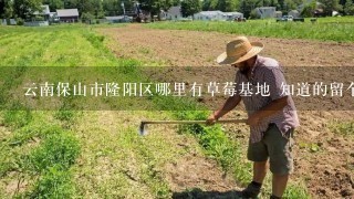 云南保山市隆阳区哪里有草莓基地 知道的留个地址或电话，我在这里先谢了