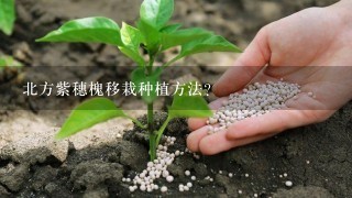 北方紫穗槐移栽种植方法？