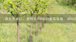 我在黑龙江，想种植200亩的蓝莓基地，请问在哪里可