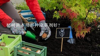 松树苗木用那种除草剂好？