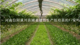 河南信阳潢川苗圃基地有生产组培苗的厂家吗？