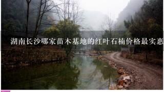 湖南长沙哪家苗木基地的红叶石楠价格最实惠？