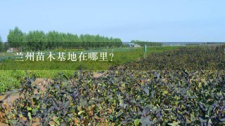 兰州苗木基地在哪里?