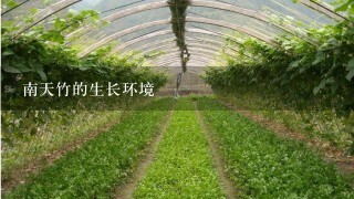 南天竹的生长环境