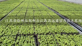 江苏省徐州市邳州市江苏省远通银杏苗木基地邮编是什么?