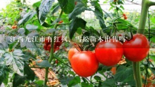 江西9江市有红枫、雪松苗木出售吗