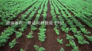 湖南湘西1带适应种植提子吗?