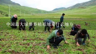 中国最大绿萝养植基地是什么地方