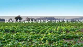 陕西最大的苗木基地在那？陕西那里可以买到树苗？陕西哪里卖红叶李？ 我是杨凌这边做绿化苗木繁育基地的。现在育有，红叶李 塔柏 大叶女贞 国槐 金叶女贞 红叶小檗 紫堇 木槿 连翘 紫叶矮樱 冬青 高山黄杨 牡丹 玫瑰 红叶碧桃 小叶女贞和1些营养钵绿化苗木，品种齐全有需要的朋友可