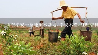 山东泰安1圣地苗木基地/泰安木槿/红叶碧桃/紫叶李/