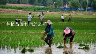 种植苗圃利润怎么样