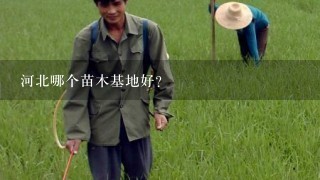 河北哪个苗木基地好?