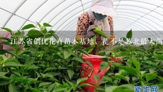 江苏省创优花卉苗木基地，是不是苏北最大苗木基地，信誉怎么样？