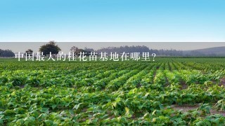 中国最大的桂花苗基地在哪里？