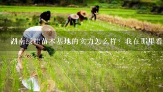 湖南绿桂苗木基地的实力怎么样？我在那里看了下8公分桂花～