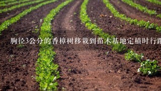 胸径3公分的香樟树移栽到苗木基地定植时行距和间距应该是多少?