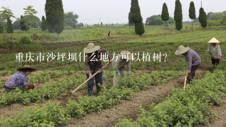 重庆市沙坪坝什么地方可以植树？