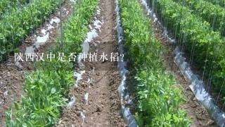 陕西汉中是否种植水稻？