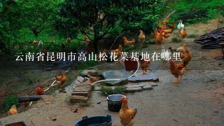 云南省昆明市高山松花菜基地在哪里
