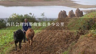 西昌会理到那曲索县多少公里