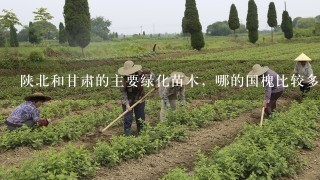 陕北和甘肃的主要绿化苗木，哪的国槐比较多，也可以说1说天水，平凉1带的绿化树木有哪些
