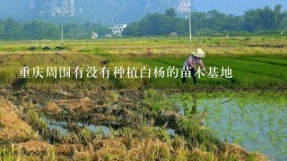重庆周围有没有种植白杨的苗木基地