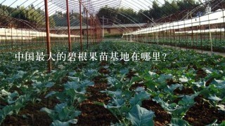 中国最大的碧根果苗基地在哪里？