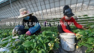 铁冬青在河北地区可以室外种植吗？