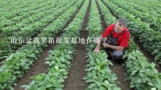 山东盆栽果苗批发基地在哪里