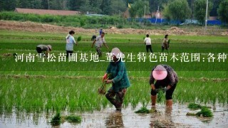 河南雪松苗圃基地_董先生特色苗木范围:各种规格雪松.原生香花槐.北海道黄扬及种条.法桐.大叶女贞.