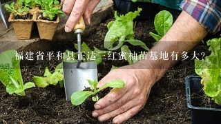 福建省平和县正达3红蜜柚苗基地有多大？