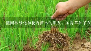 懂园林绿化和花卉苗木的朋友：冬青草种子在北方的种植发芽技术，有分株的不要，我知道的是发芽率很低，不知道对否，希望有行家赐教，如何用种子种植及如何提高种子的发芽率？有重谢！