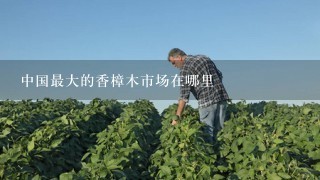 中国最大的香樟木市场在哪里